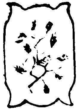 decoracin