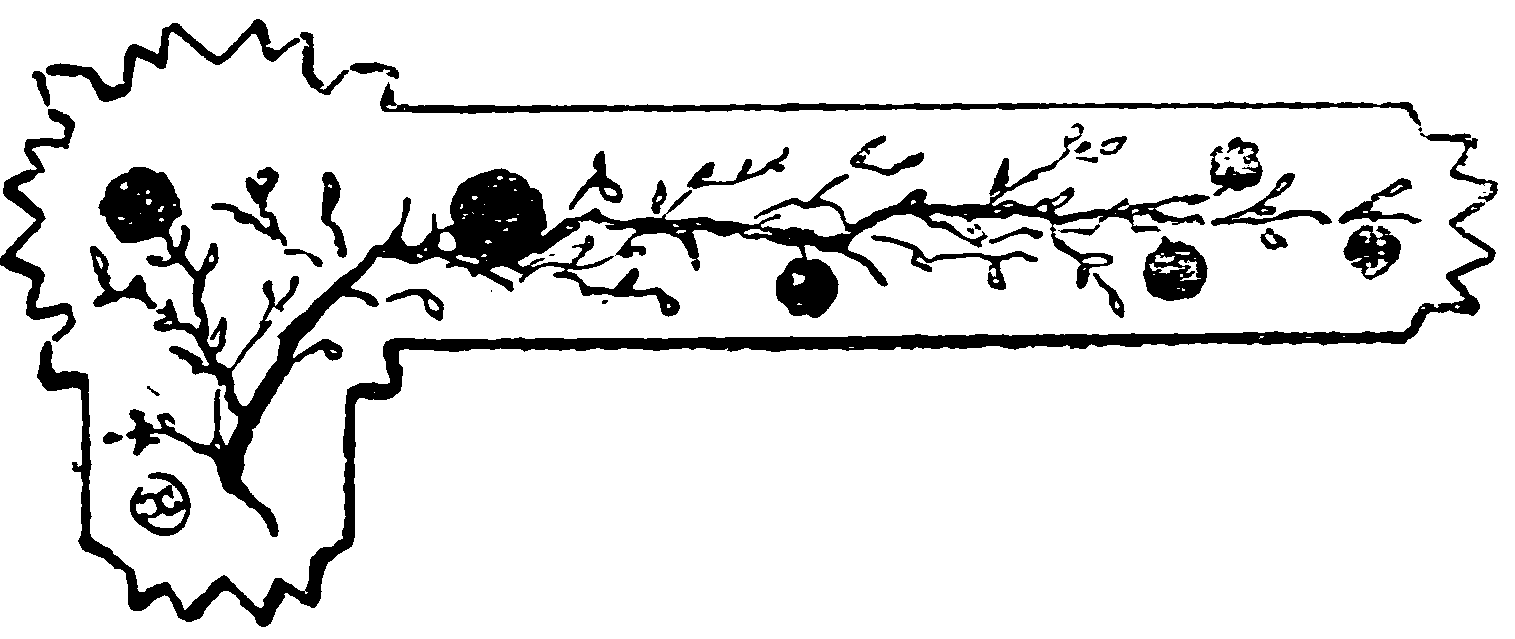 decoracin
