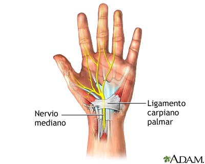 Anatomía normal