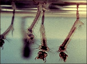 Larvas del mosquito