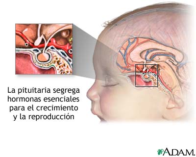 La hipófisis