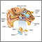 Anatomía del oído