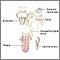 Neuralgia glosofaríngea