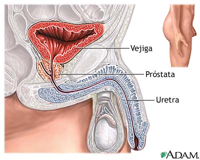 Anatomía normal