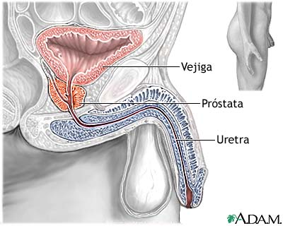 Anatomía normal