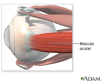 Anatom&iacute;a normal
