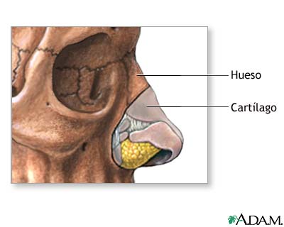 Anatomía normal