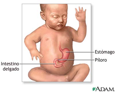Anatomía normal