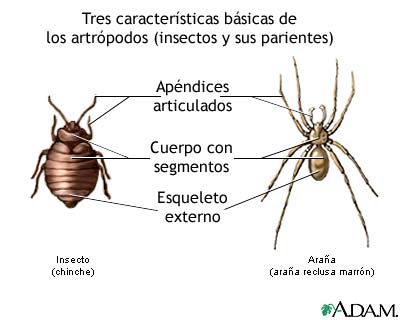 Características básicas de los artrópodos