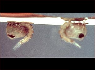Crisálida del mosquito