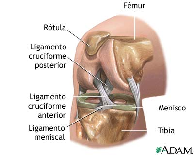 Anatomía normal