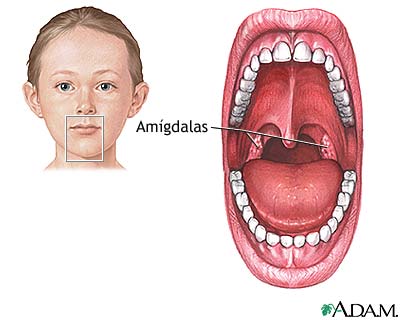 Anatomía normal