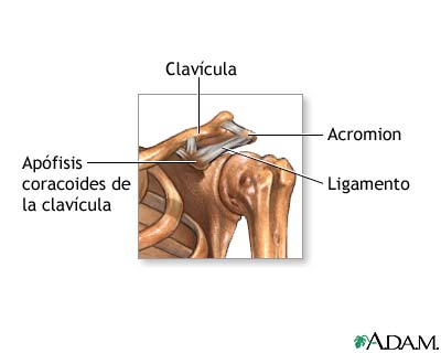 Anatomía normal