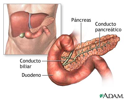 Anatomía normal