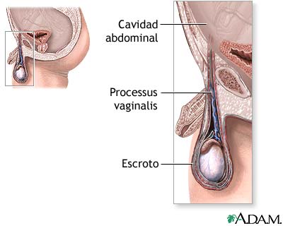 Anatomía normal