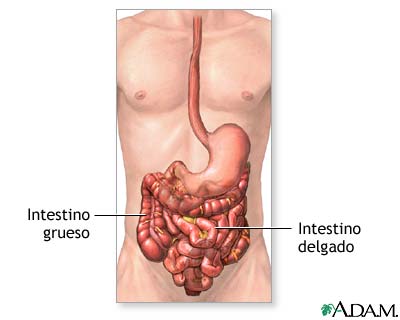 Anatomía normal