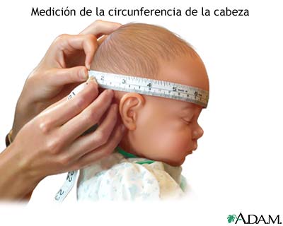 Circunferencia de la cabeza