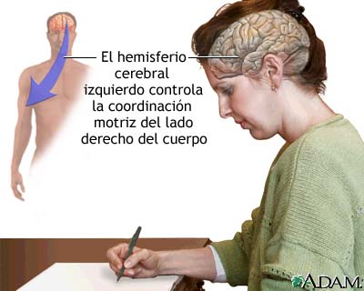 Función del hemisferio cerebral izquierdo