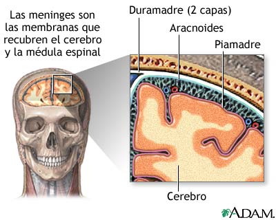 Meninges del cerebro