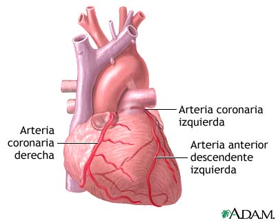 Anatomía normal