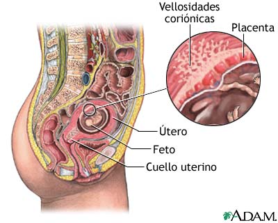 Anatomía normal