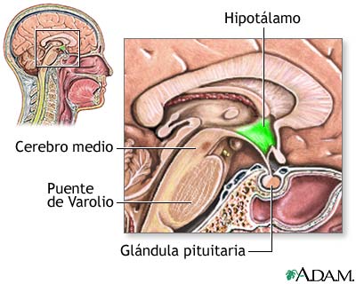 Hipotálamo