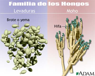 Levaduras y mohos