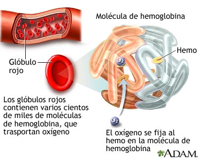 Hemoglobina