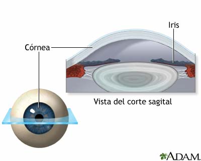 Anatomía normal