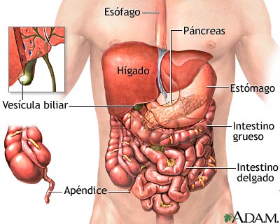 &Oacute;rganos abdominales