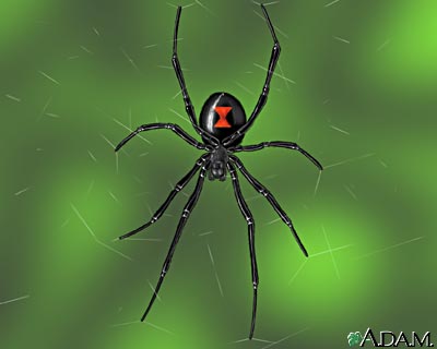 Araña viuda negra