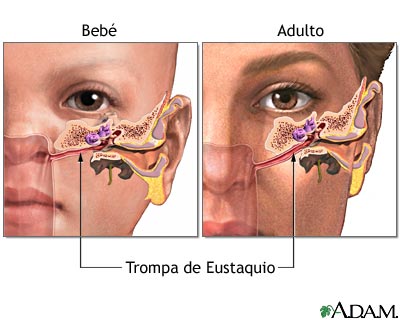 Trompa de Eustaquio