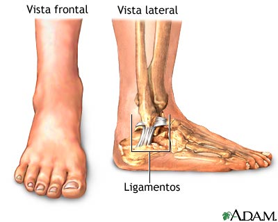 Anatomía normal