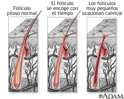 Folículo piloso