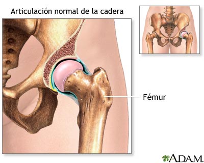 Anatomía normal