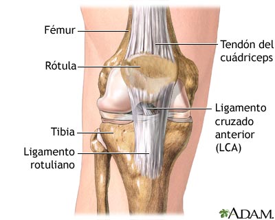 Anatomía normal