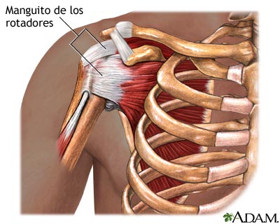 Anatomía normal