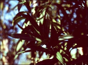 Adelfa (Nerium oleander)