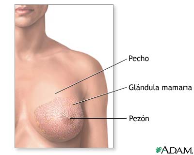 Anatomía normal