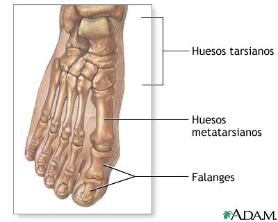 Anatomía normal
