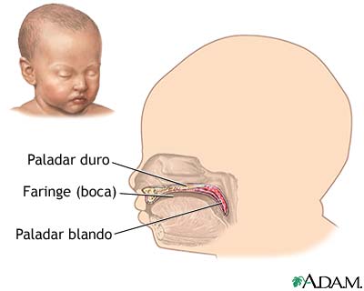Anatomía normal