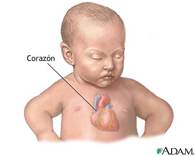 Anatomía normal