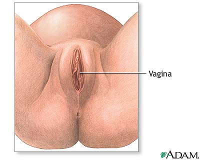 Anatomía normal
