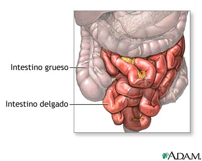 Anatomía normal
