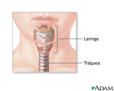 Anatomía normal