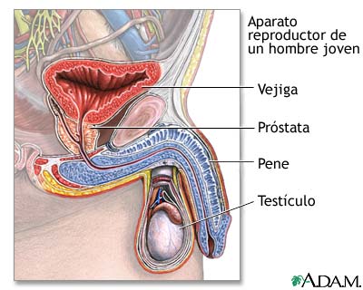 Sistema reproductivo de un hombre joven