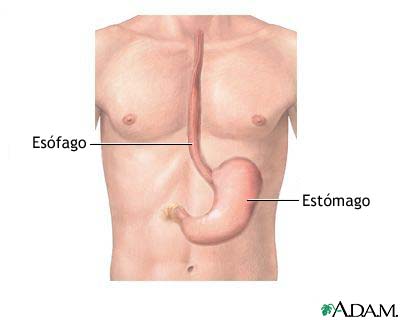 Anatomía del esófago y del estómago