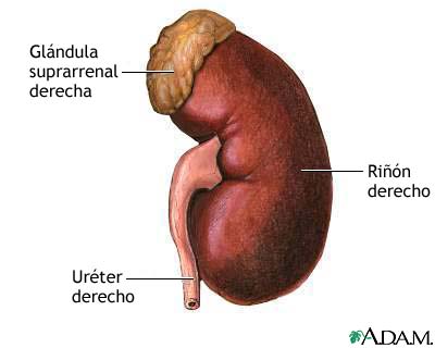 Anatomía del riñón