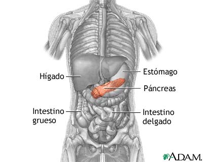 Páncreas
