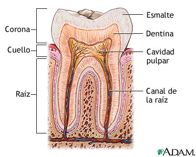 Anatomía de los dientes